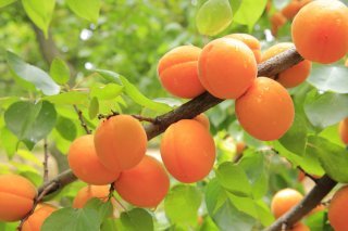 Les abricotiers seront les arbres fruitiers les plus en danger ce week-end.